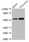 Docking protein 3 antibody, CSB-PA007019LA01HU, Cusabio, Western Blot image 