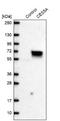 Carboxylesterase 5A antibody, NBP2-14472, Novus Biologicals, Western Blot image 