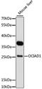 OCIA Domain Containing 1 antibody, A11630, ABclonal Technology, Western Blot image 