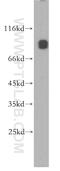 Metal transporter CNNM3 antibody, 13976-1-AP, Proteintech Group, Western Blot image 