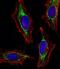 Histone H2B type 1 antibody, orb256593, Biorbyt, Immunofluorescence image 