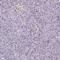 Small Integral Membrane Protein 13 antibody, PA5-64237, Invitrogen Antibodies, Immunohistochemistry paraffin image 