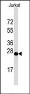 DNA damage-inducible transcript 4 protein antibody, AP13249PU-N, Origene, Western Blot image 