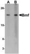 Bcl2 Modifying Factor antibody, LS-B458, Lifespan Biosciences, Western Blot image 