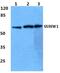 Zinc Finger Protein 280A antibody, PA5-37067, Invitrogen Antibodies, Western Blot image 