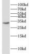 Histone H1.0 antibody, FNab03882, FineTest, Western Blot image 