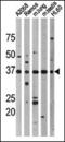 p53 antibody, TA324776, Origene, Western Blot image 