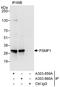 Proteasome Inhibitor Subunit 1 antibody, A303-859A, Bethyl Labs, Immunoprecipitation image 