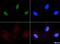 KI-67 antibody, NB500-170, Novus Biologicals, Immunofluorescence image 