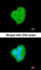 Protein Wnt-5a antibody, orb13762, Biorbyt, Immunofluorescence image 
