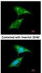 Fragile X mental retardation syndrome-related protein 1 antibody, NBP1-33719, Novus Biologicals, Immunofluorescence image 