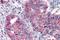 T1r3 antibody, NLS5060, Novus Biologicals, Immunohistochemistry frozen image 