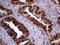 MAGE Family Member B4 antibody, LS-C791963, Lifespan Biosciences, Immunohistochemistry paraffin image 