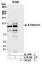 CDHE antibody, A700-088, Bethyl Labs, Immunoprecipitation image 