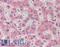 Copper Metabolism Domain Containing 1 antibody, LS-B15456, Lifespan Biosciences, Immunohistochemistry paraffin image 