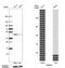 Translocase Of Inner Mitochondrial Membrane 44 antibody, HPA043052, Atlas Antibodies, Western Blot image 