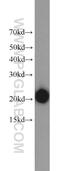 ATP Synthase Peripheral Stalk Subunit D antibody, 17589-1-AP, Proteintech Group, Western Blot image 