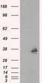 Fumarylacetoacetate Hydrolase Domain Containing 2A antibody, TA500979, Origene, Western Blot image 