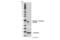Synuclein Alpha antibody, 23706T, Cell Signaling Technology, Western Blot image 
