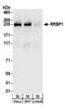 Ribosome Binding Protein 1 antibody, A303-996A, Bethyl Labs, Western Blot image 