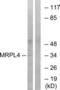 Mitochondrial Ribosomal Protein L4 antibody, LS-B9841, Lifespan Biosciences, Western Blot image 