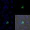 Myogenic Differentiation 1 antibody, NB100-56511, Novus Biologicals, Immunocytochemistry image 