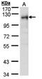 Ribosome Binding Protein 1 antibody, orb69692, Biorbyt, Western Blot image 