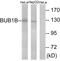 Mitotic checkpoint serine/threonine-protein kinase BUB1 beta antibody, LS-C118698, Lifespan Biosciences, Western Blot image 