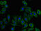 RHOH antibody, LS-C395148, Lifespan Biosciences, Immunofluorescence image 