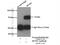SUMO Specific Peptidase 1 antibody, 25349-1-AP, Proteintech Group, Immunoprecipitation image 