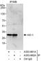 HSP32 antibody, A303-661A, Bethyl Labs, Immunoprecipitation image 