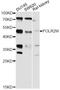 RNA Polymerase II Subunit M antibody, abx126390, Abbexa, Western Blot image 