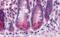BRUCE antibody, MBS151092, MyBioSource, Immunohistochemistry frozen image 