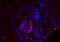 VPF antibody, TA303731, Origene, Immunohistochemistry frozen image 