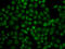 Ubiquitin Specific Peptidase 26 antibody, 23-339, ProSci, Immunofluorescence image 