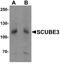 Signal peptide, CUB and EGF-like domain-containing protein 3 antibody, A09090-1, Boster Biological Technology, Western Blot image 