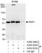 TERF2 Interacting Protein antibody, A303-533A, Bethyl Labs, Immunoprecipitation image 