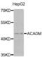 Acyl-CoA Dehydrogenase Medium Chain antibody, abx001542, Abbexa, Western Blot image 