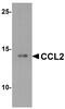 CCL2 antibody, A00056, Boster Biological Technology, Western Blot image 