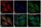 Mouse IgG (H+L) antibody, T-6390, Invitrogen Antibodies, Immunofluorescence image 