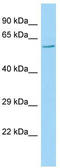 POU domain, class 3, transcription factor 3 antibody, TA344555, Origene, Western Blot image 