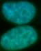 ATP-dependent DNA helicase Q5 antibody, FNab07227, FineTest, Immunofluorescence image 