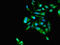 Growth arrest-specific protein 7 antibody, LS-C678037, Lifespan Biosciences, Immunofluorescence image 
