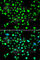 Protein Kinase AMP-Activated Non-Catalytic Subunit Gamma 1 antibody, A7300, ABclonal Technology, Immunofluorescence image 