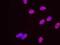 DNA replication licensing factor MCM2 antibody, NB100-288, Novus Biologicals, Proximity Ligation Assay image 
