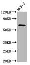 Receptor Like Tyrosine Kinase antibody, CSB-PA020617LA01HU, Cusabio, Western Blot image 