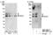 SPHK1 Interactor, AKAP Domain Containing antibody, NBP1-22974, Novus Biologicals, Western Blot image 