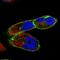 DYSF antibody, HPA017071, Atlas Antibodies, Immunofluorescence image 