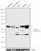 Pancreas Associated Transcription Factor 1a antibody, 702068, Invitrogen Antibodies, Western Blot image 
