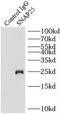 Synaptosome Associated Protein 25 antibody, FNab08056, FineTest, Immunoprecipitation image 